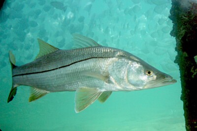 Centropomus undecimalis Centropomidae