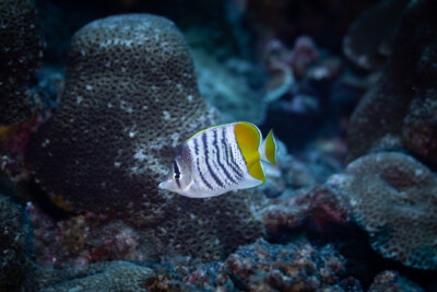 Chaetodon mertensii Chaetodontidae