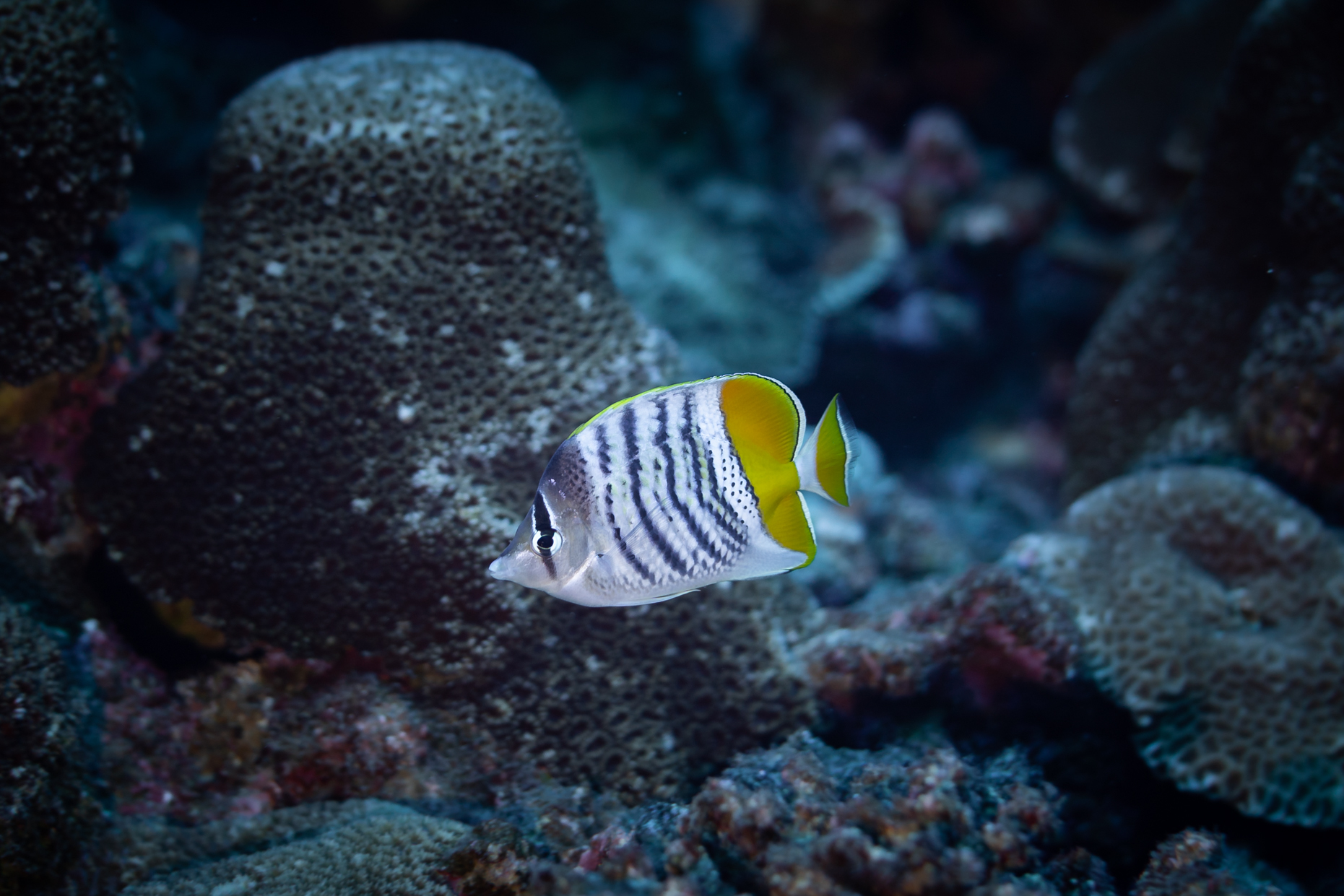 Chaetodon mertensii