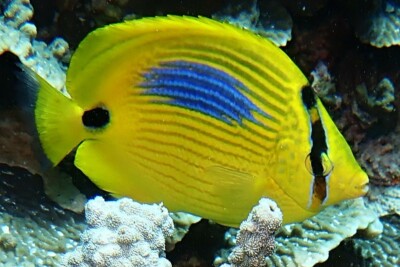 Chaetodon plebeius Chaetodontidae