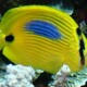 picture of Chaetodon plebeius