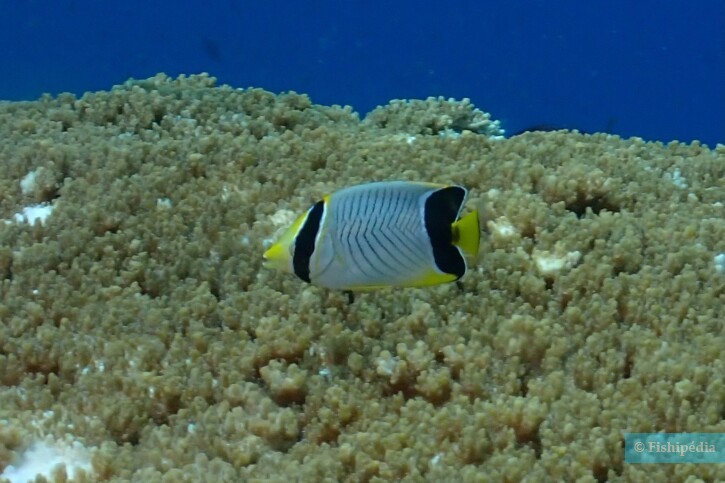 Chaetodon trifascialis