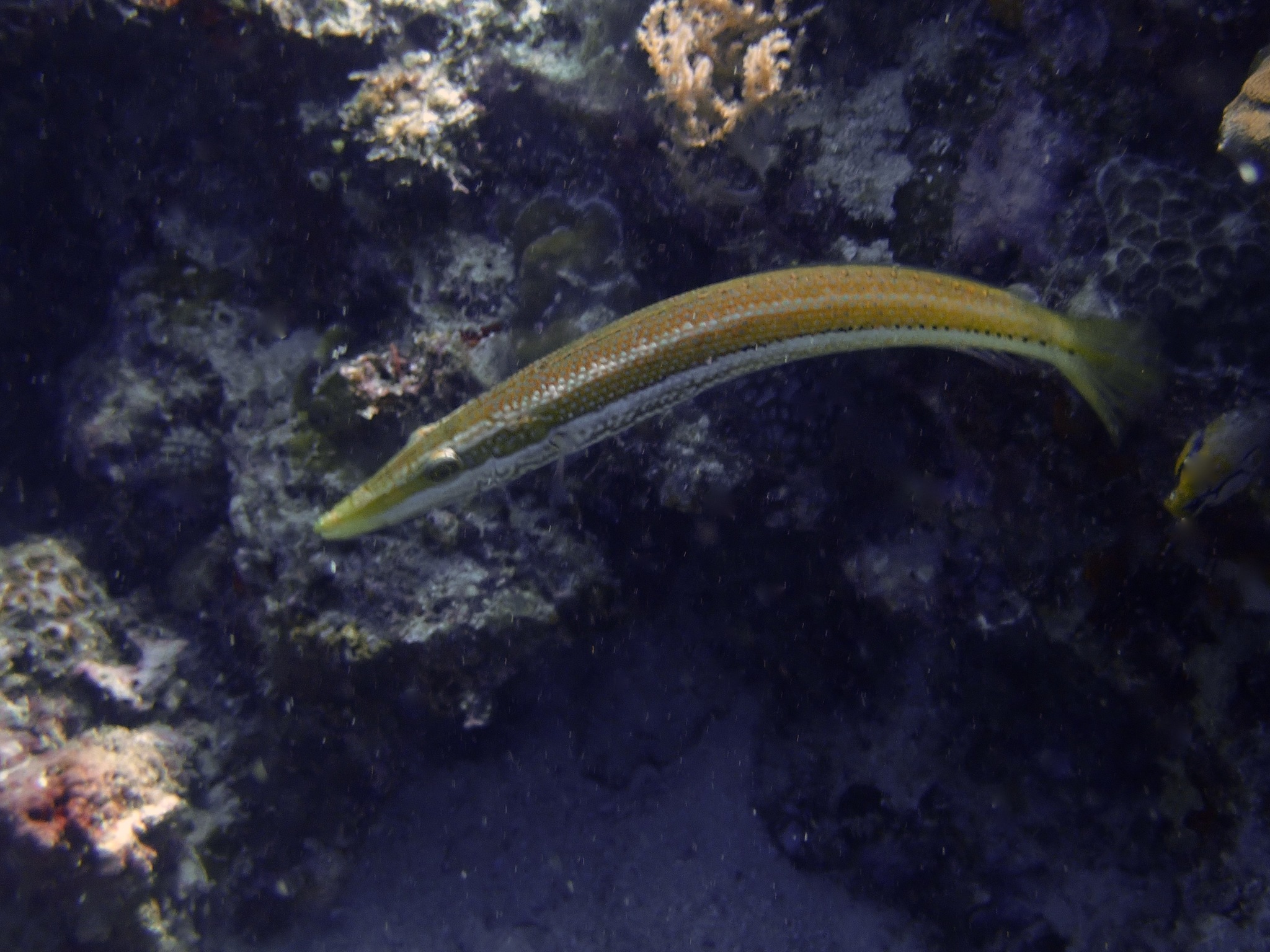 Cheilio inermis