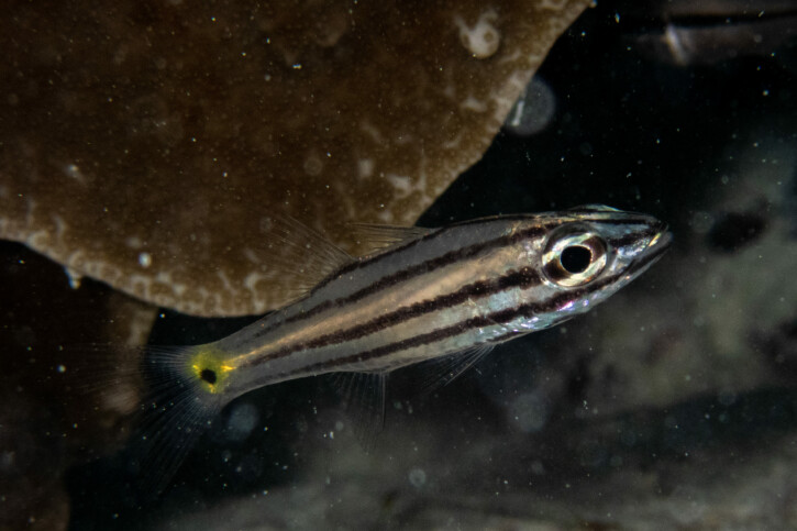 Cheilodipterus quinquelineatus