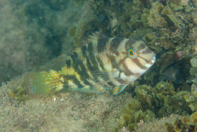 Choerodon graphicus Labridae
