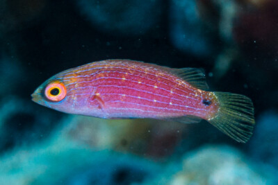 labre exquis Labridae