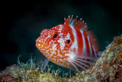 Cirrhitops fasciatus Cirrhitidae