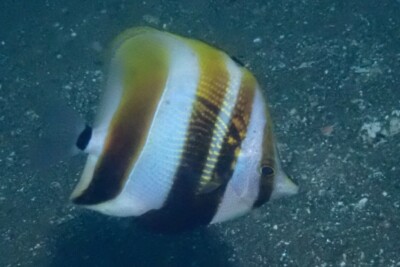 Coradion altivelis Chaetodontidae