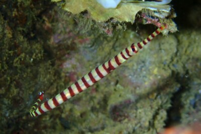 Dunckerocampus chapmani Syngnathidae