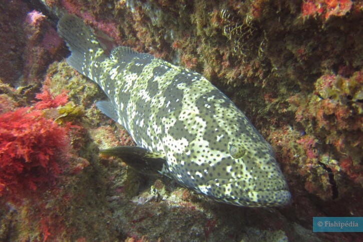 Epinephelus malabaricus