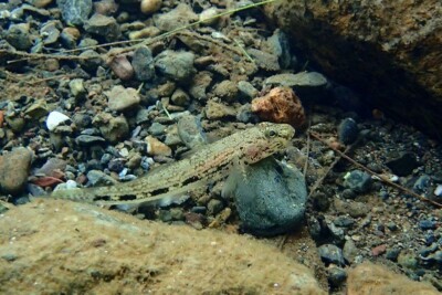 Glossogobius illimis Gobiidae