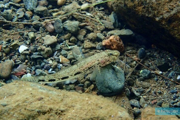 Glossogobius illimis