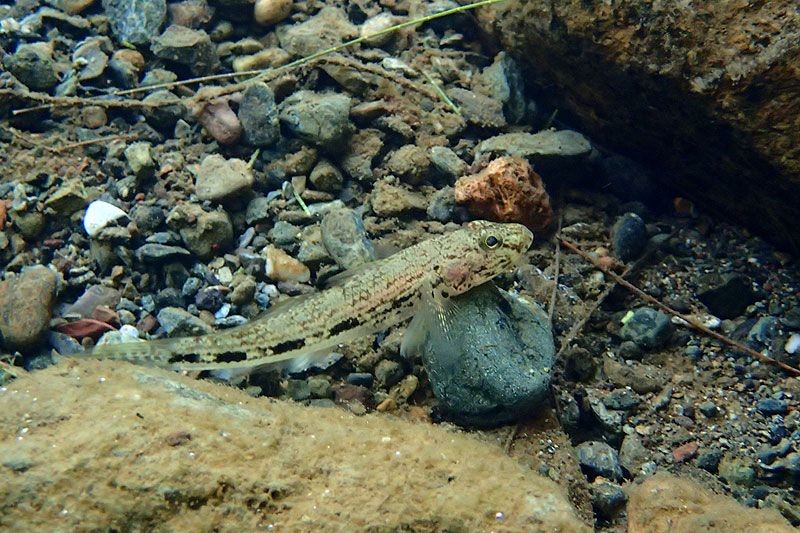 Glossogobius illimis