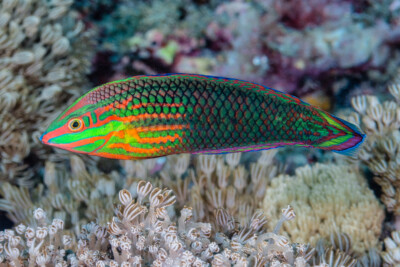 Halichoeres biocellatus Labridae