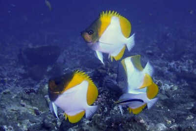 Hemitaurichthys polylepis Chaetodontidae