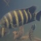 picture of Heterotilapia buttikoferi