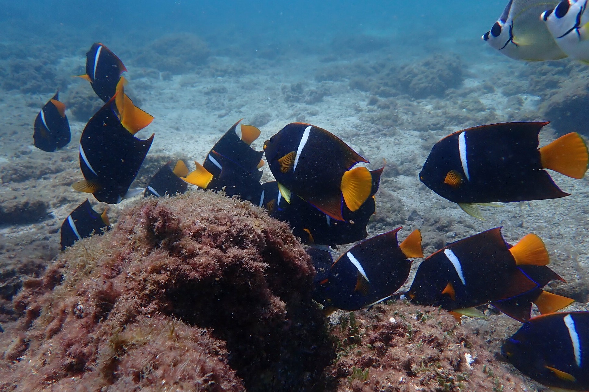 Holacanthus passer