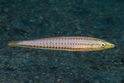 Hologymnosus doliatus Labridae