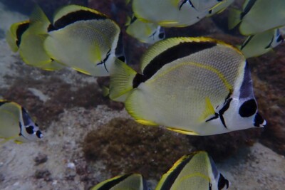 Johnrandallia nigrirostris Chaetodontidae