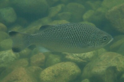 Kuhlia rupestris Kuhliidae