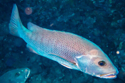 Lutjanus argentimaculatus Lutjanidae