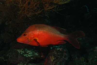 Lutjanus gibbus Lutjanidae