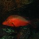 picture of Lutjanus gibbus
