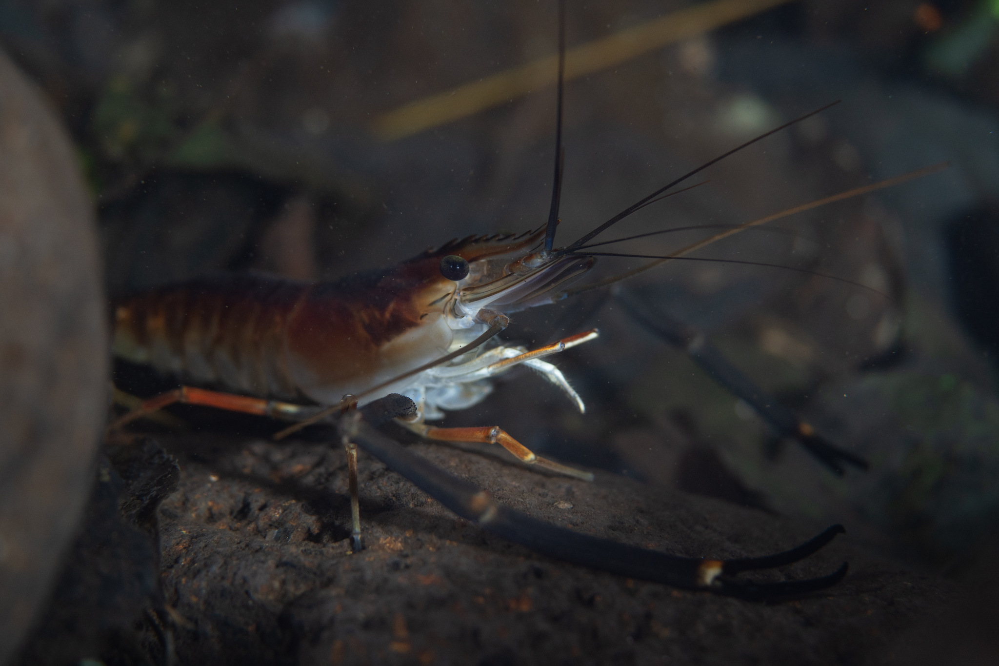 Macrobrachium lar