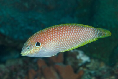 Macropharyngodon kuiteri Labridae