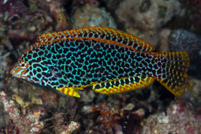 Macropharyngodon meleagris Labridae