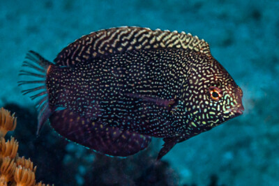 Macropharyngodon negrosensis Labridae