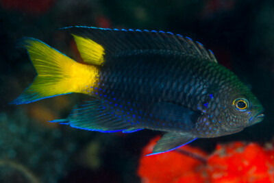 Neopomacentrus violascens Pomacentridae