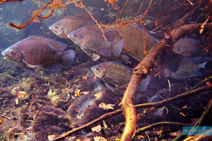 Oreochromis aureus