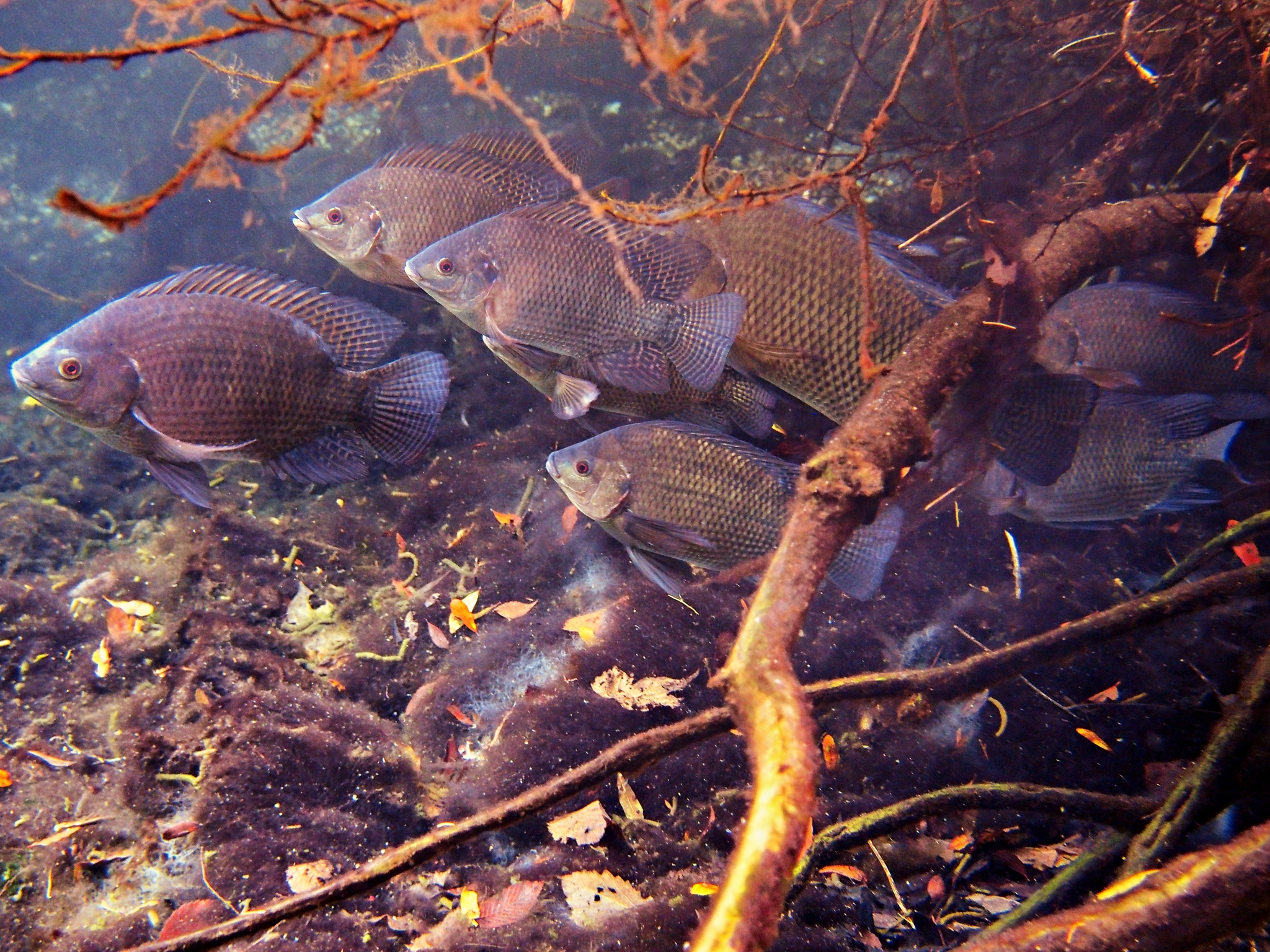 Oreochromis aureus