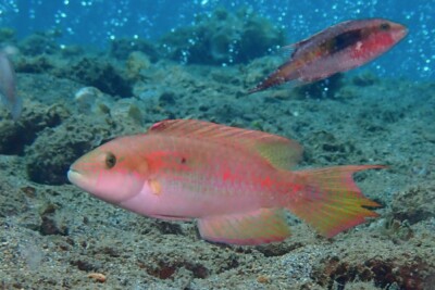 Oxycheilinus bimaculatus Labridae