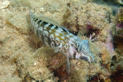 Parapercis australis Pinguipedidae