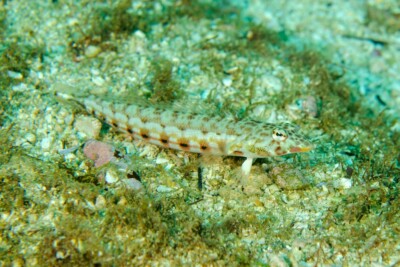 Parapercis clathrata Pinguipedidae