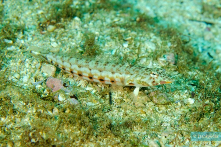 Parapercis clathrata