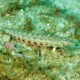 picture of Parapercis clathrata