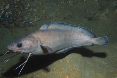 musdea bianca Gadidae