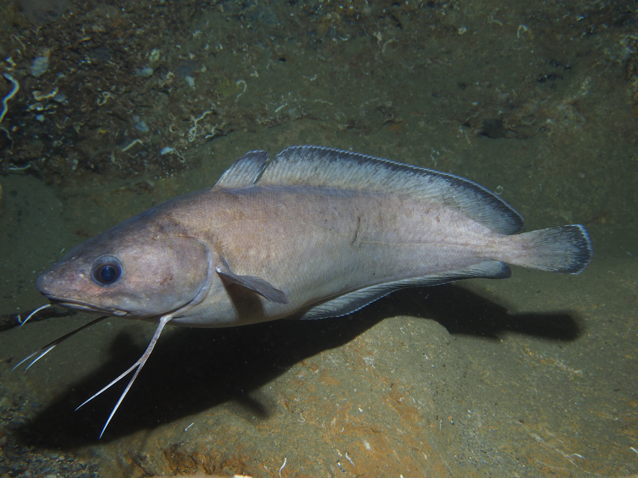 Phycis phycis