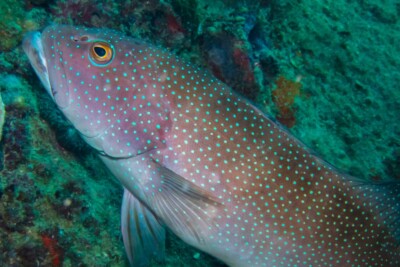 Plectropomus leopardus Serranidae