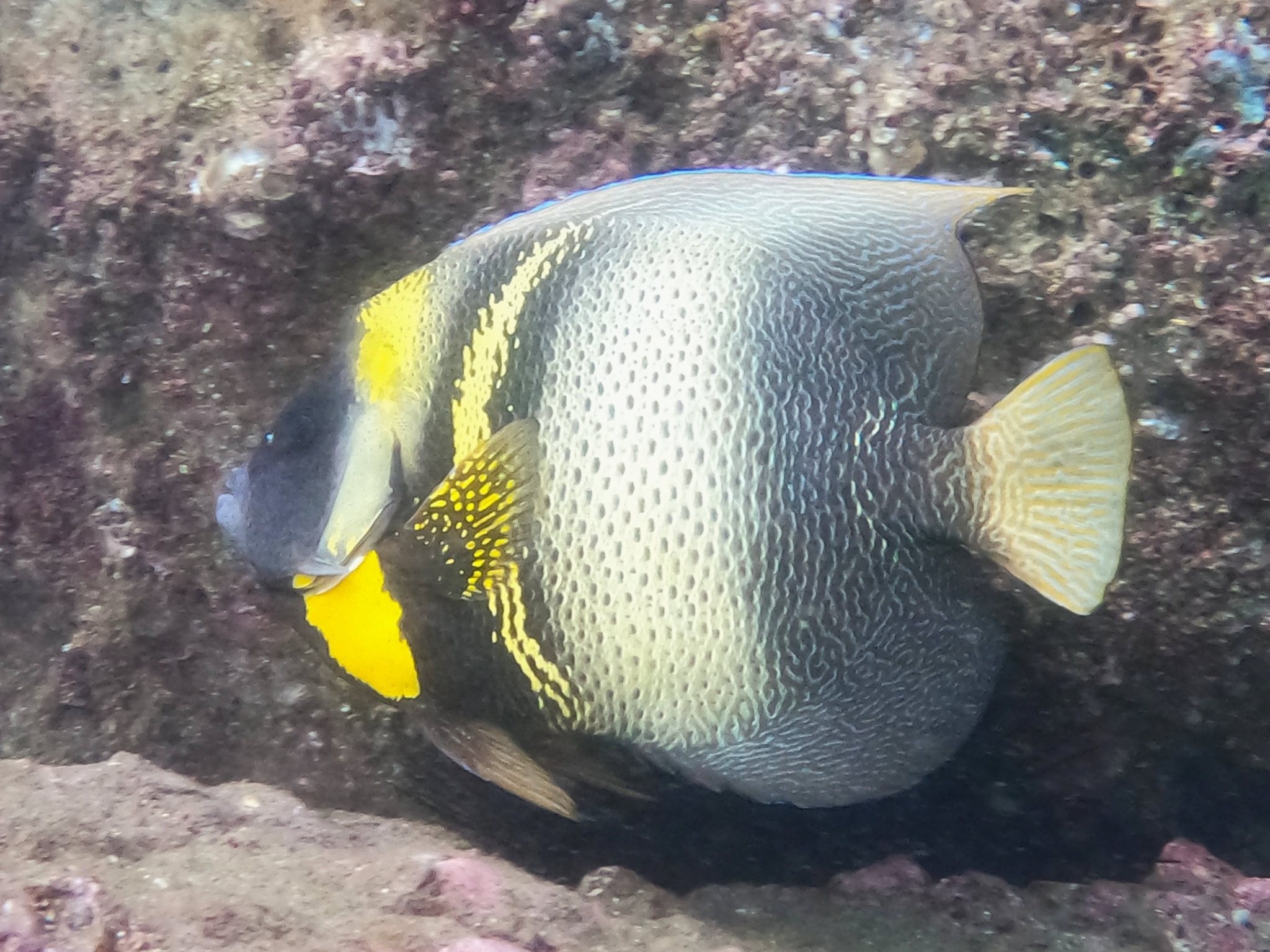 Pomacanthus zonipectus