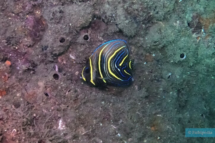 Pomacanthus zonipectus