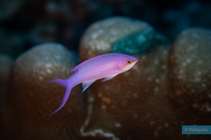 Pseudanthias pascalus
