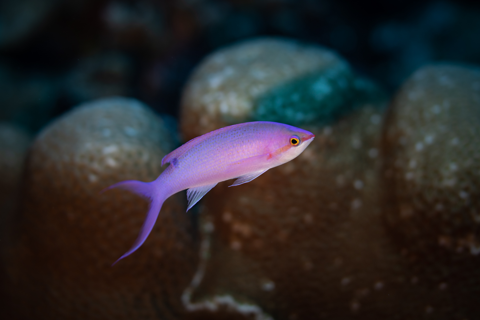 Pseudanthias pascalus