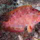 picture of Pteragogus cryptus