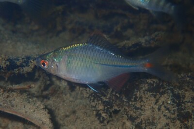 Rhodeus ocellatus Cyprinidae