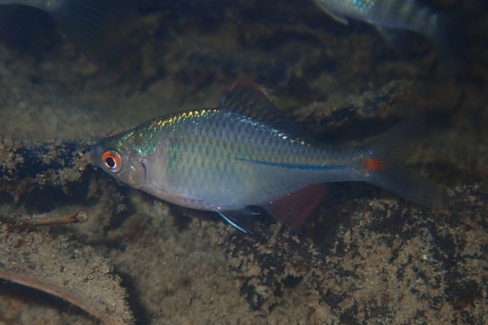 Rhodeus ocellatus