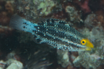 Scarus altipinnis Scaridae